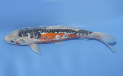Shusui – koi #w1030a030 - Image 2