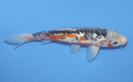 Shusui – koi #w1030a030 - Image 3