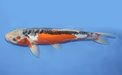 Shusui – koi #w1030a054 - Image 2