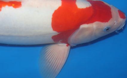 Doitsu Kohaku – koi #w1101m006 - Image 5