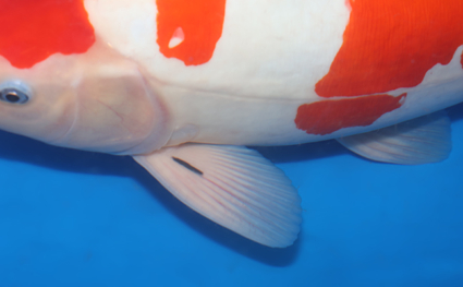 Doitsu Kohaku – koi #w1101m006 - Image 6