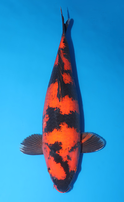 Hi Utsuri - koi #w1101m019 - Shinoda Koi Farm