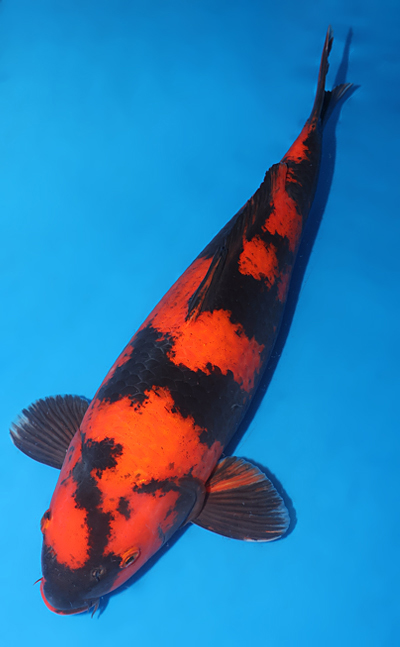 Hi Utsuri - koi #w1101m019 - Shinoda Koi Farm