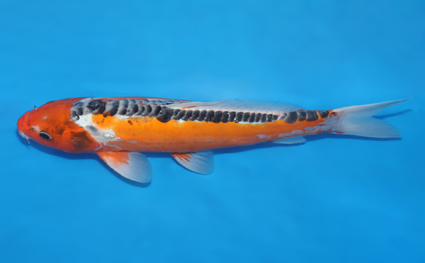 Shusui – koi #w1104a029 - Image 2