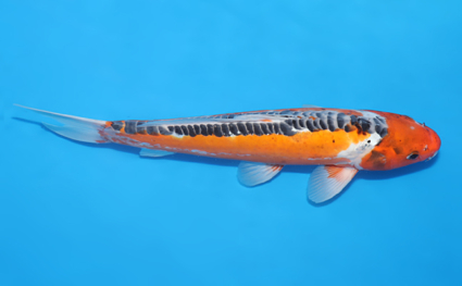 Shusui – koi #w1104a029 - Image 3