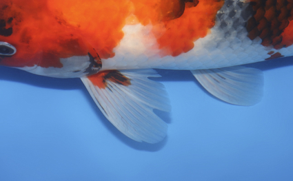Showa – koi #w1106a007 - Image 2