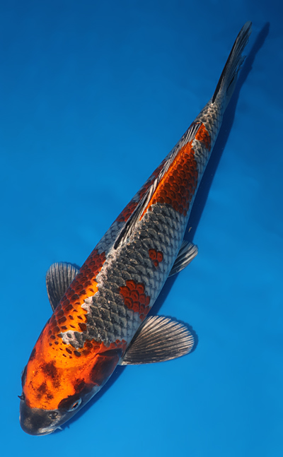 Beni Ginga - koi #w1108m013 - Ozumi Ikarashi Koi Farm