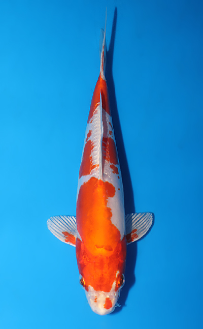 Kikusui - koi #w1113a025-re - Kodama Koi Farm