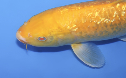 Ginrin Kigoi – koi #w1119s011 - Image 2