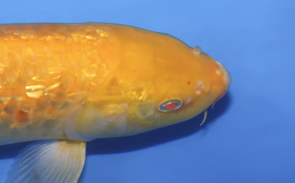 Ginrin Kigoi – koi #w1119s011 - Image 3