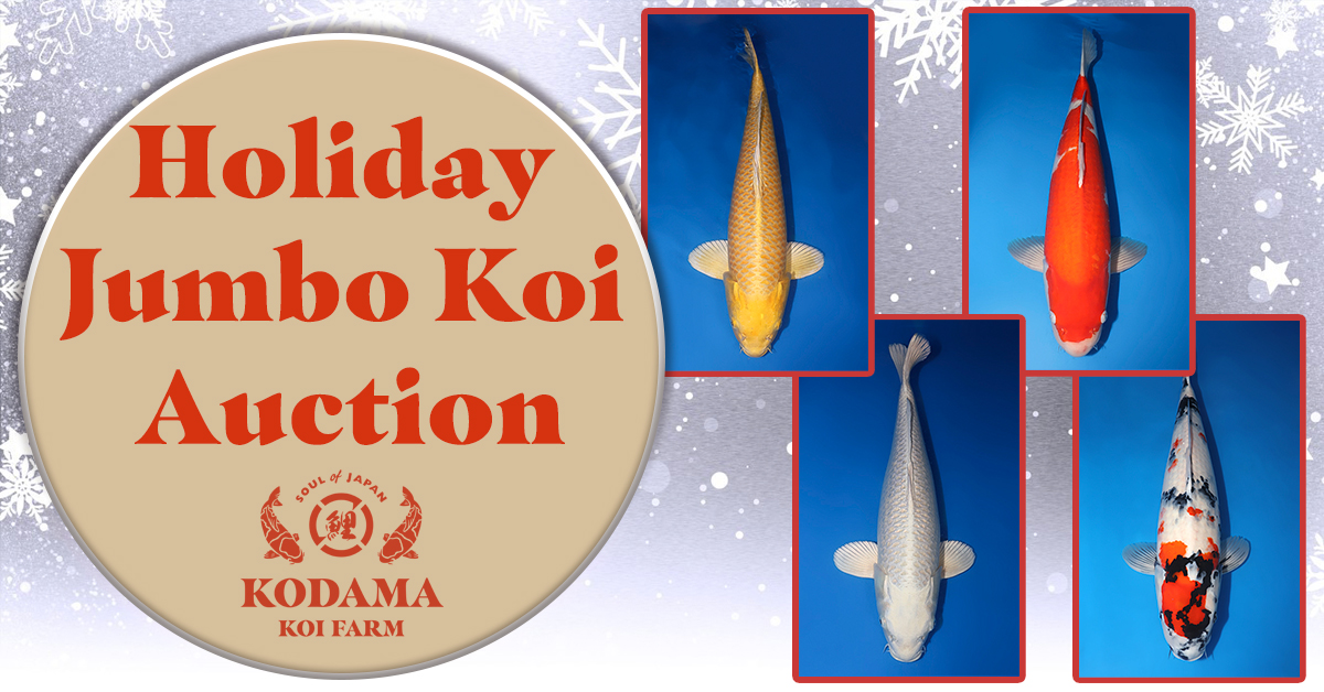 Holiday Jumbo Koi Auction Banner