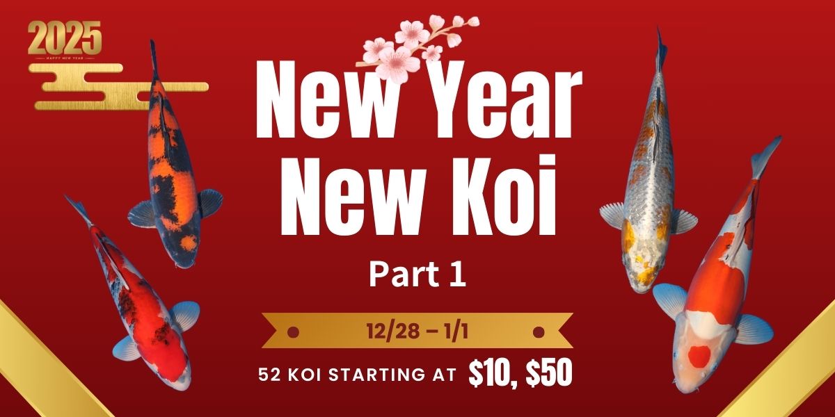 NEW YEAR NEW KOI p1 (1)