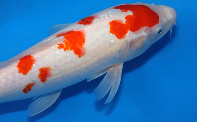 Kohaku - koi #w1125a034 - Marudo Koi Farm