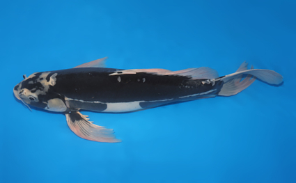 Hirenaga Kumonryu – koi #w1127s008 - Image 2