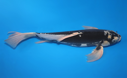 Hirenaga Kumonryu – koi #w1127s008 - Image 3
