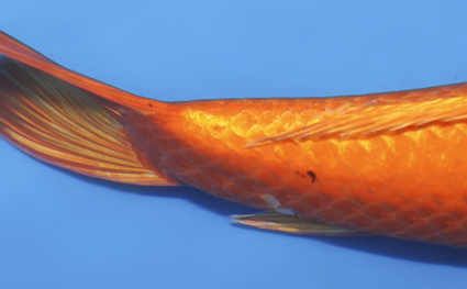 Orange Ogon – koi #w1206a010 - Image 2