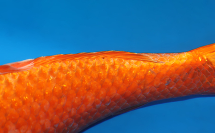 Orange Ogon – koi #w1209a015 - Image 2