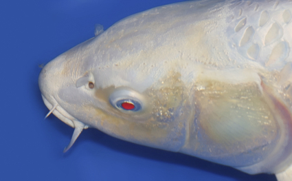 Platinum – koi #w1211s005 - Image 2