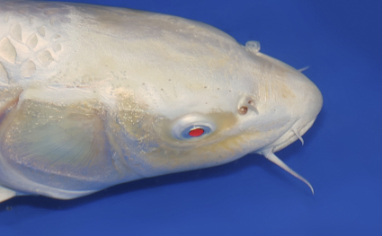 Platinum – koi #w1211s005 - Image 3
