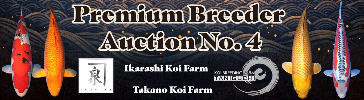 Aragoke - koi #x1212n005 - Ikarashi Koi Farm