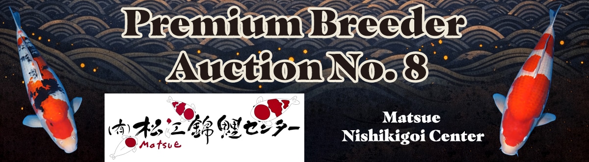 The Koi Matsuri – Premium Breeder Auction NO. 8 Archives - Kodama
