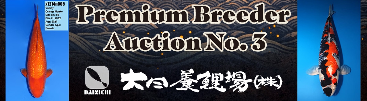 Orange Monkey - koi #x1214n005 - Dainichi Koi Farm