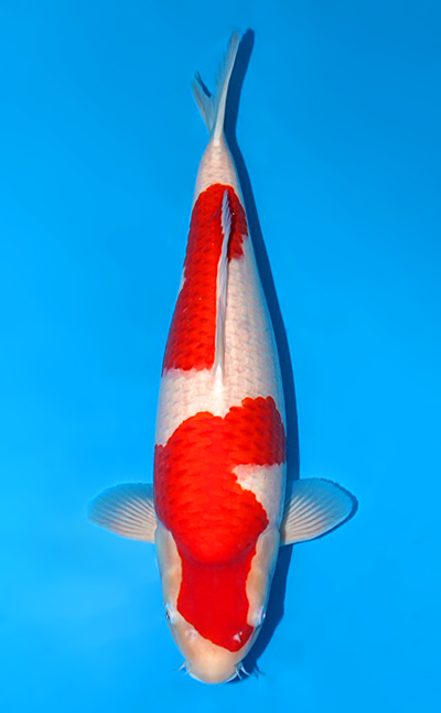 Kohaku - koi #w1201m008 - Sakai Company