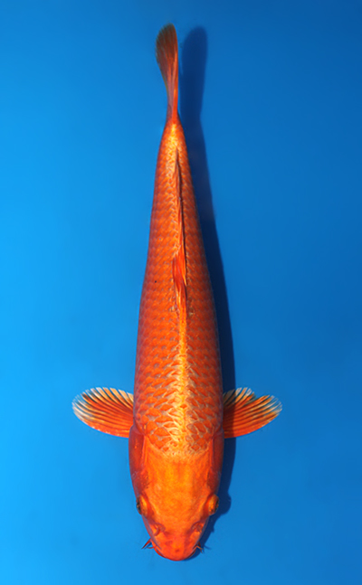 Orange Ogon - koi #w1226a011 - Kodama Koi Farm