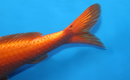 Orange Ogon – koi #w1226a038 - Image 2