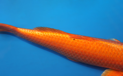 Orange Ogon – koi #w1226a038 - Image 3