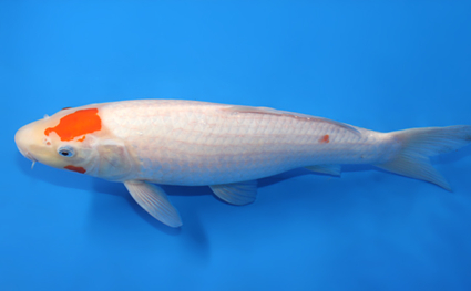 Tancho Kohaku – koi #x0107a032 - Image 2