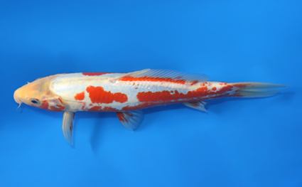 Shusui – koi #x0107a037 - Image 2