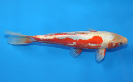 Shusui – koi #x0107a037 - Image 3