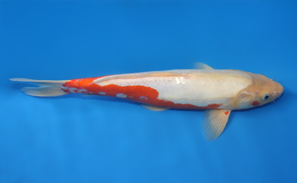 Shusui – koi #x0109a020 - Image 2