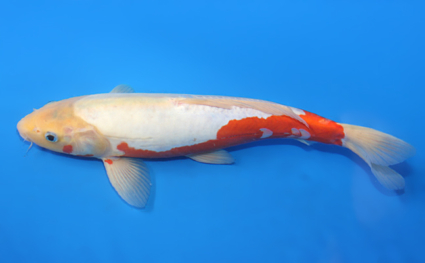Shusui – koi #x0109a020 - Image 3