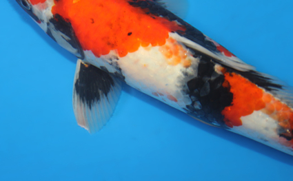 Showa – koi #x0116a053 - Image 2