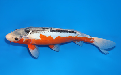 Shusui – koi #x0129a001 - Image 2