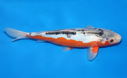 Shusui – koi #x0129a001 - Image 3