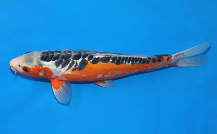 Shusui – koi #x0129a006 - Image 2