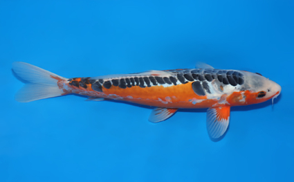 Shusui – koi #x0129a006 - Image 3