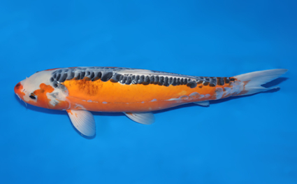 Shusui – koi #x0129a009 - Image 2