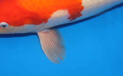 Kohaku – koi #x0129a016 - Image 2