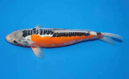 Shusui – koi #x0129a027 - Image 2