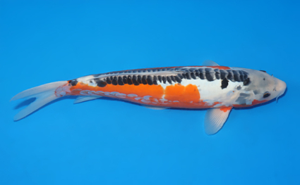 Shusui – koi #x0129a027 - Image 3
