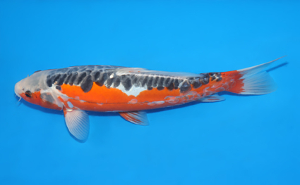 Shusui – koi #x0129a028 - Image 2
