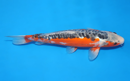 Shusui – koi #x0129a028 - Image 3