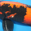 Hi Utsuri – koi #x0206s022 - Image 2