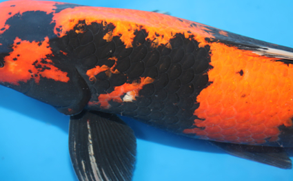 Hi Utsuri – koi #x0206s022 - Image 2