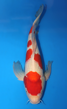 Koi Auction - Buy Online the Best Nishikigoi from Niigata