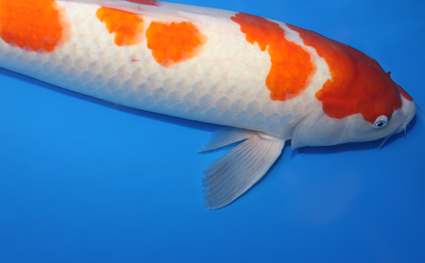 Kohaku – koi #x0210s028 - Image 2